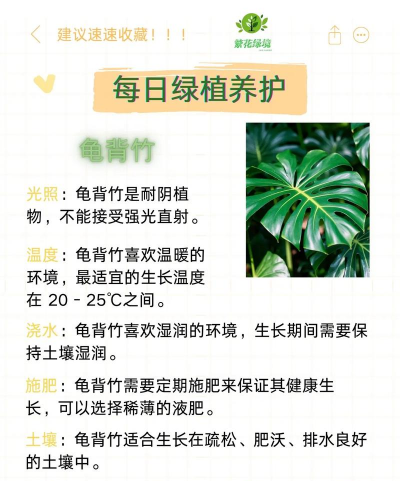 葡萄栽培，掌握关键技术，实现优质丰产