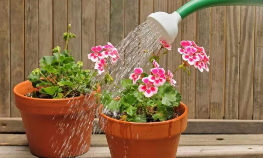 葡萄栽培，掌握关键技术，实现优质丰产