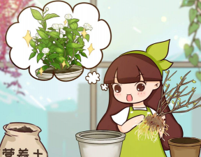 家庭养花用生根粉