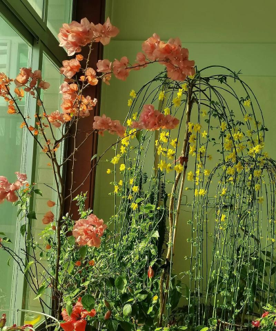 家庭养花用生根粉