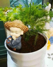 家庭养花用生根粉