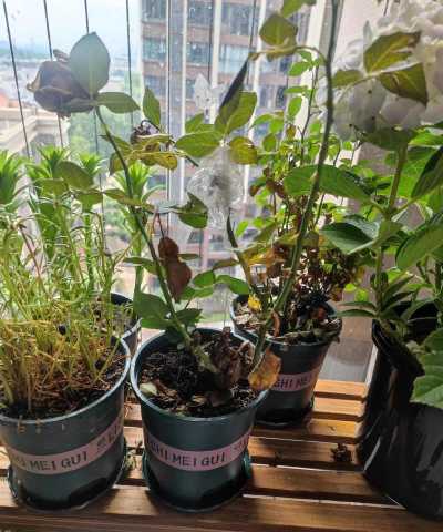 家庭养花用生根粉