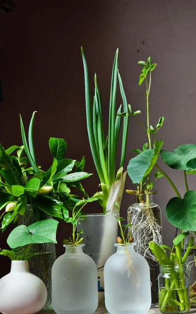 家庭养花用生根粉