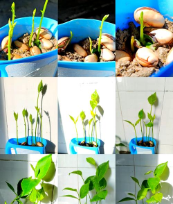 家庭养花用生根粉