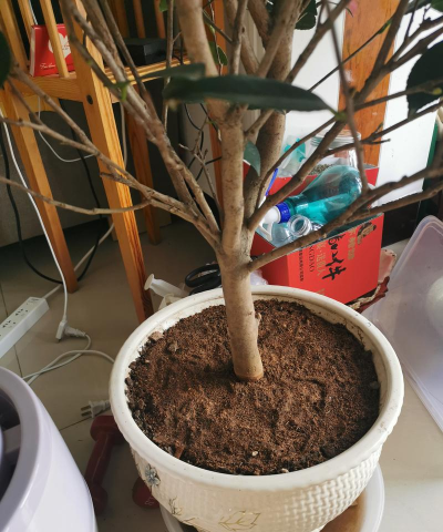 家庭养花用生根粉