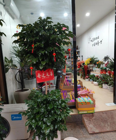 家庭养花用生根粉