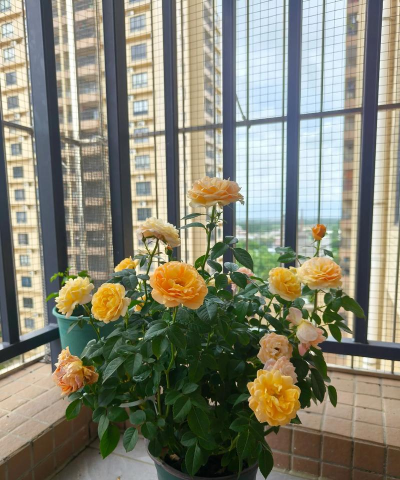 别墅园林绿化设计，打造私密空间，提升居住品质