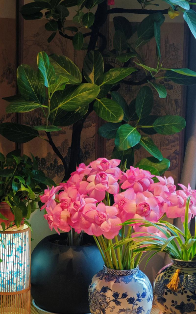 家庭养花用生根粉