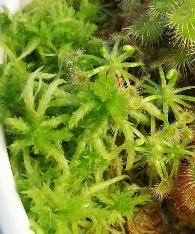 别墅园林绿化设计，打造私密空间，提升居住品质