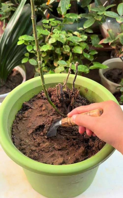 栽培的意思，核心概念，通俗理解