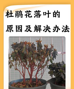 栽培的意思，核心概念，通俗理解