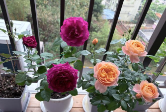 栽培的意思，核心概念，通俗理解