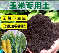 夏天防治树太阳暴晒，实用方法分享，让树木安然度夏