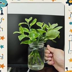 家庭养花用生根粉