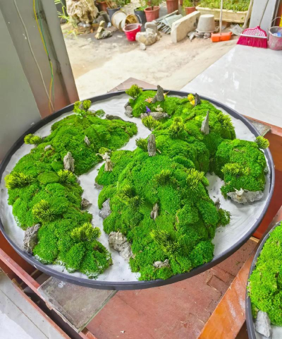 柿树虫病防治，识别常见虫害，掌握有效方法