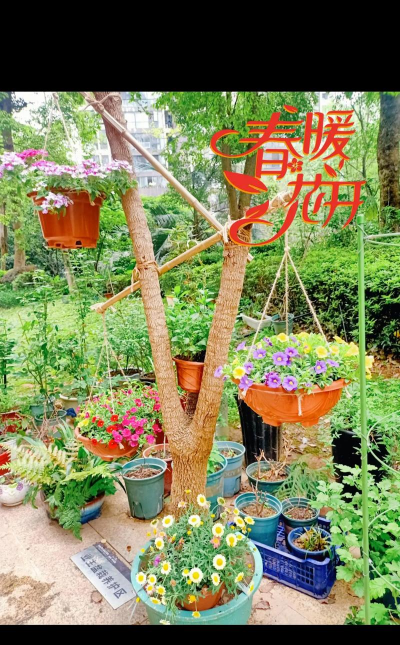 柿树虫病防治，识别常见虫害，掌握有效方法