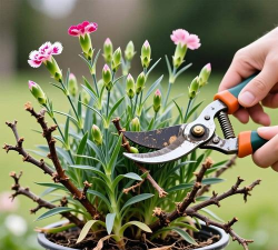 芍药花怎么养，掌握关键要点，花开更鲜艳