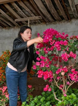 芍药花怎么养，掌握关键要点，花开更鲜艳