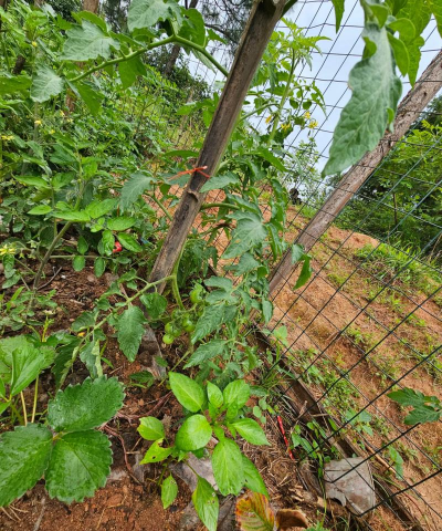 芍药花怎么养，掌握关键要点，花开更鲜艳