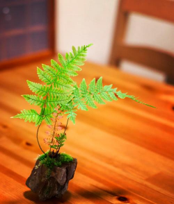 柿树虫病防治，识别常见虫害，掌握有效方法