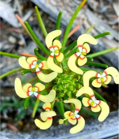 芍药花怎么养，掌握关键要点，花开更鲜艳