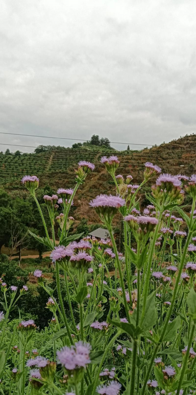 柿树虫病防治，识别常见虫害，掌握有效方法