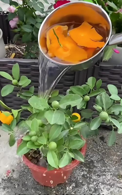 柿树虫病防治，识别常见虫害，掌握有效方法