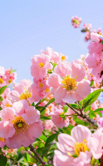 柿树虫病防治，识别常见虫害，掌握有效方法