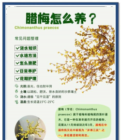 柿树虫病防治，识别常见虫害，掌握有效方法