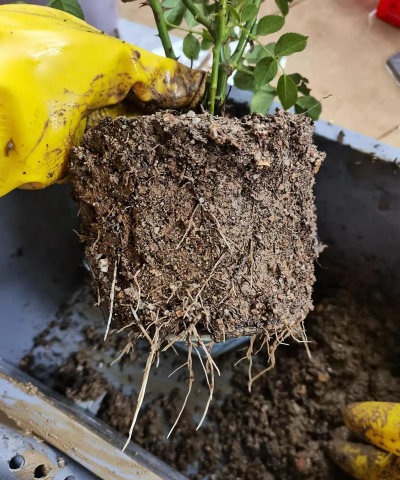 柿树虫病防治，识别常见虫害，掌握有效方法