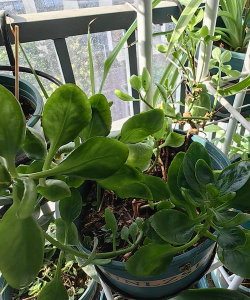 柿树虫病防治，识别常见虫害，掌握有效方法