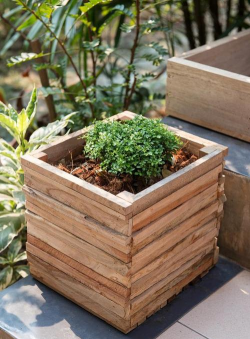 柿树虫病防治，识别常见虫害，掌握有效方法