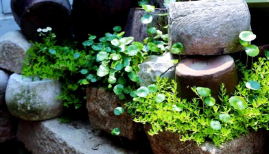 柿树虫病防治，识别常见虫害，掌握有效方法