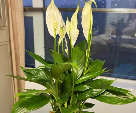 绯花玉怎么养，掌握关键技巧，轻松养出好状态