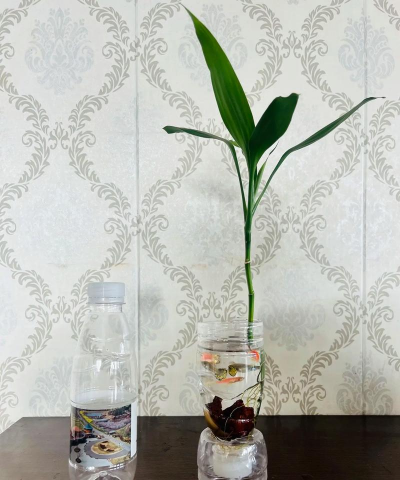 海棠花的栽培，选对品种很关键，掌握技巧不费力