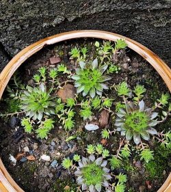 海棠花的栽培，选对品种很关键，掌握技巧不费力