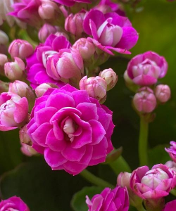 海棠花的栽培，选对品种很关键，掌握技巧不费力