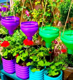 海棠花的栽培，选对品种很关键，掌握技巧不费力