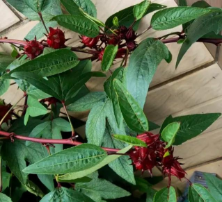 庭院景观绿化设计，打造舒适空间，提升生活品质