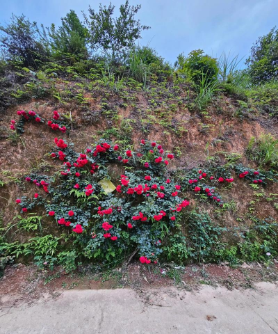 庭院景观绿化设计，打造舒适空间，提升生活品质