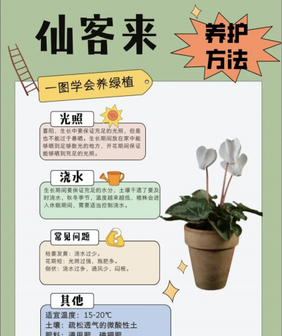 绯花玉怎么养，掌握关键技巧，轻松养出好状态