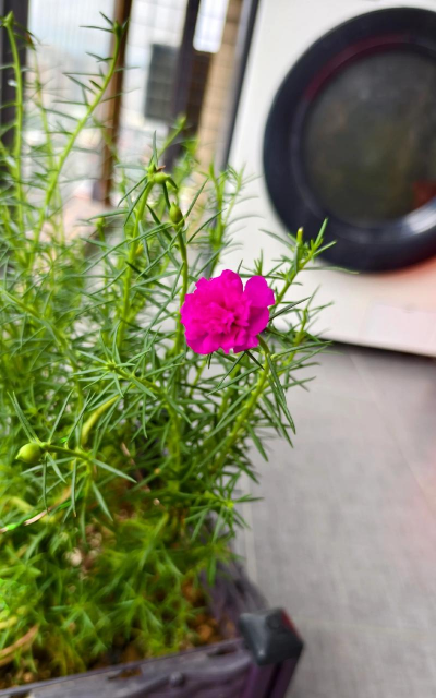 绯花玉怎么养，掌握关键技巧，轻松养出好状态