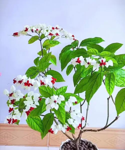 海棠花的栽培，选对品种很关键，掌握技巧不费力