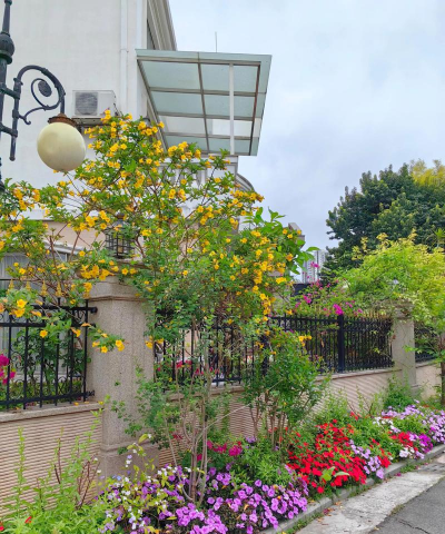 海棠花的栽培，选对品种很关键，掌握技巧不费力