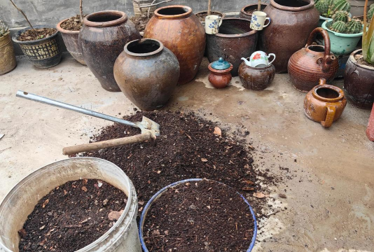 芍药花怎么养，掌握关键要点，花开更鲜艳