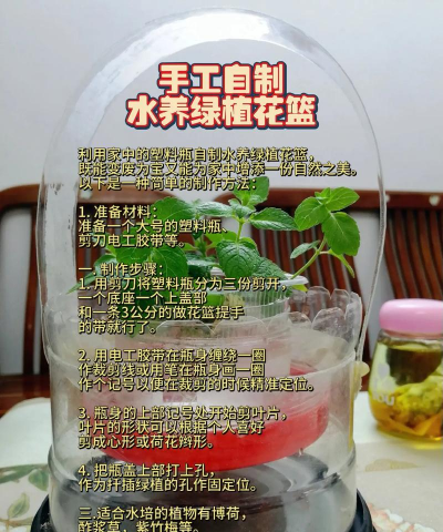 芍药花怎么养，掌握关键要点，花开更鲜艳