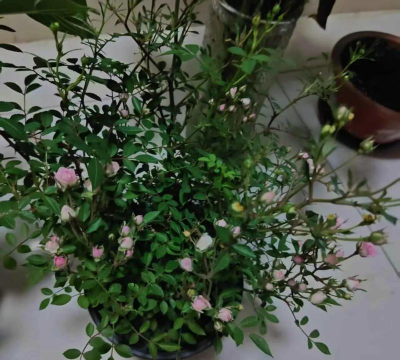 芍药花怎么养，掌握关键要点，花开更鲜艳