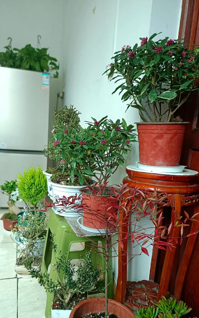 芍药花怎么养，掌握关键要点，花开更鲜艳