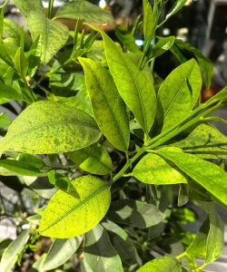 芍药花怎么养，掌握关键要点，花开更鲜艳