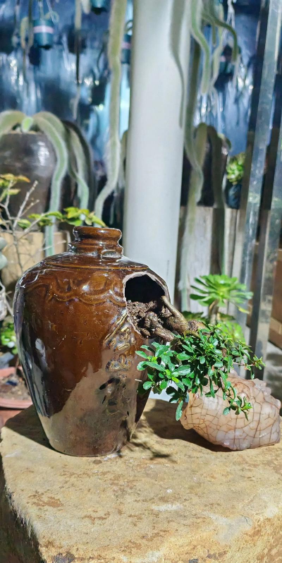 芍药花怎么养，掌握关键要点，花开更鲜艳